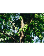 Huile de neem